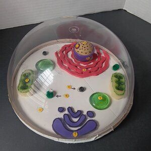 Animal Cell Model with 3 different worksheets - - Middle ~ High School Science